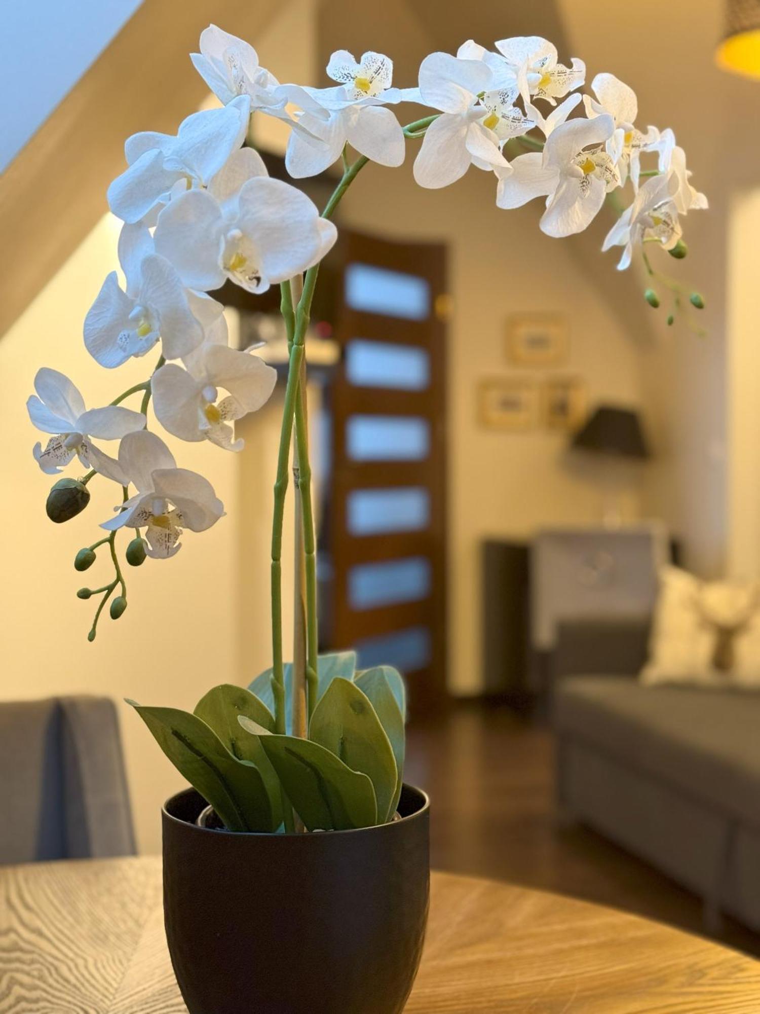 Apartament Glamour I Zakopane Zewnętrze zdjęcie